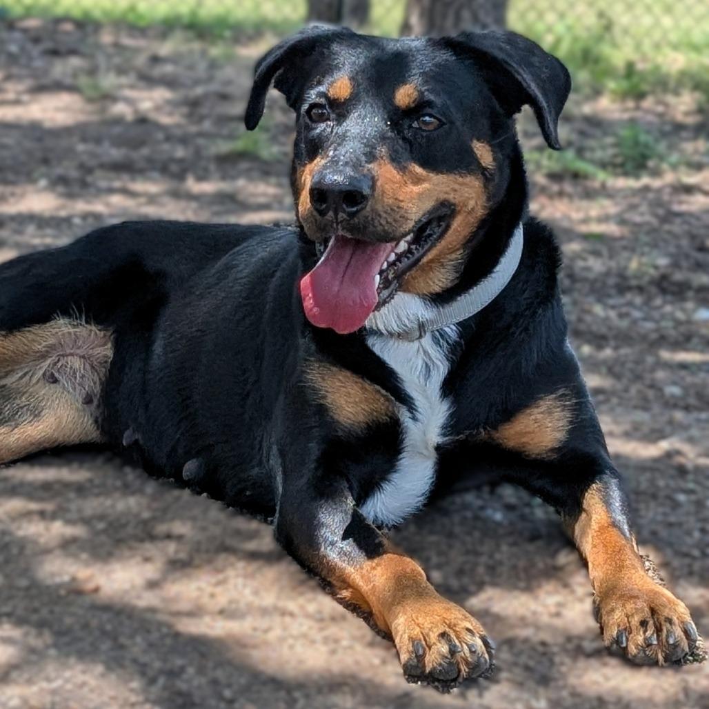1-Baby, a Adoptable mixed breed in Buchanan Dam, TX image 3/6