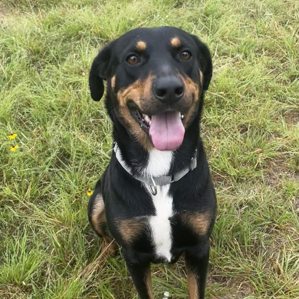 1-Baby, a Adoptable mixed breed in Buchanan Dam, TX image 3/5