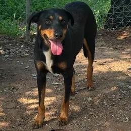 1-Baby, a Adoptable mixed breed in Buchanan Dam, TX image 4/5
