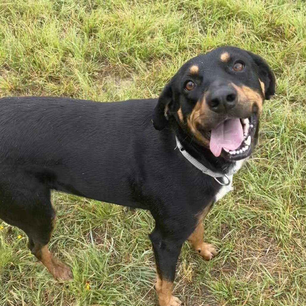 1-Baby, a Adoptable mixed breed in Buchanan Dam, TX image 5/5