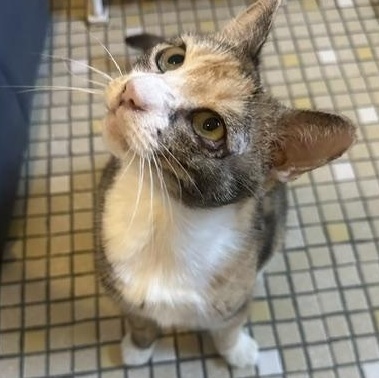 Rhubarb, a ADOPTABLE Domestic Short Hair in Braintree, MA image 5/5