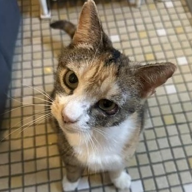 Rhubarb, a ADOPTABLE Domestic Short Hair in Braintree, MA image 3/5