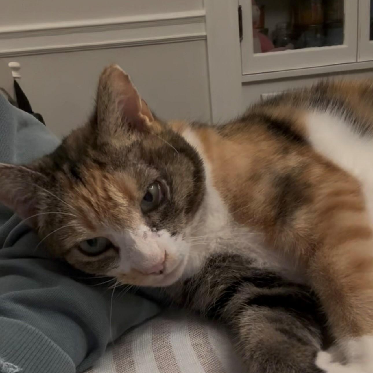 Rhubarb, ADOPTABLE, Adult Female Domestic Short Hair.