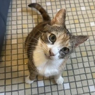 Rhubarb, ADOPTABLE, Adult Female Domestic Short Hair.
