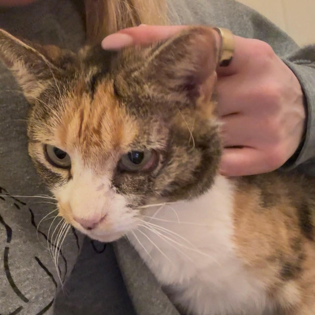 Enlarge Rhubarb, a ADOPTABLE Domestic Short Hair in Braintree, MA image 2/4