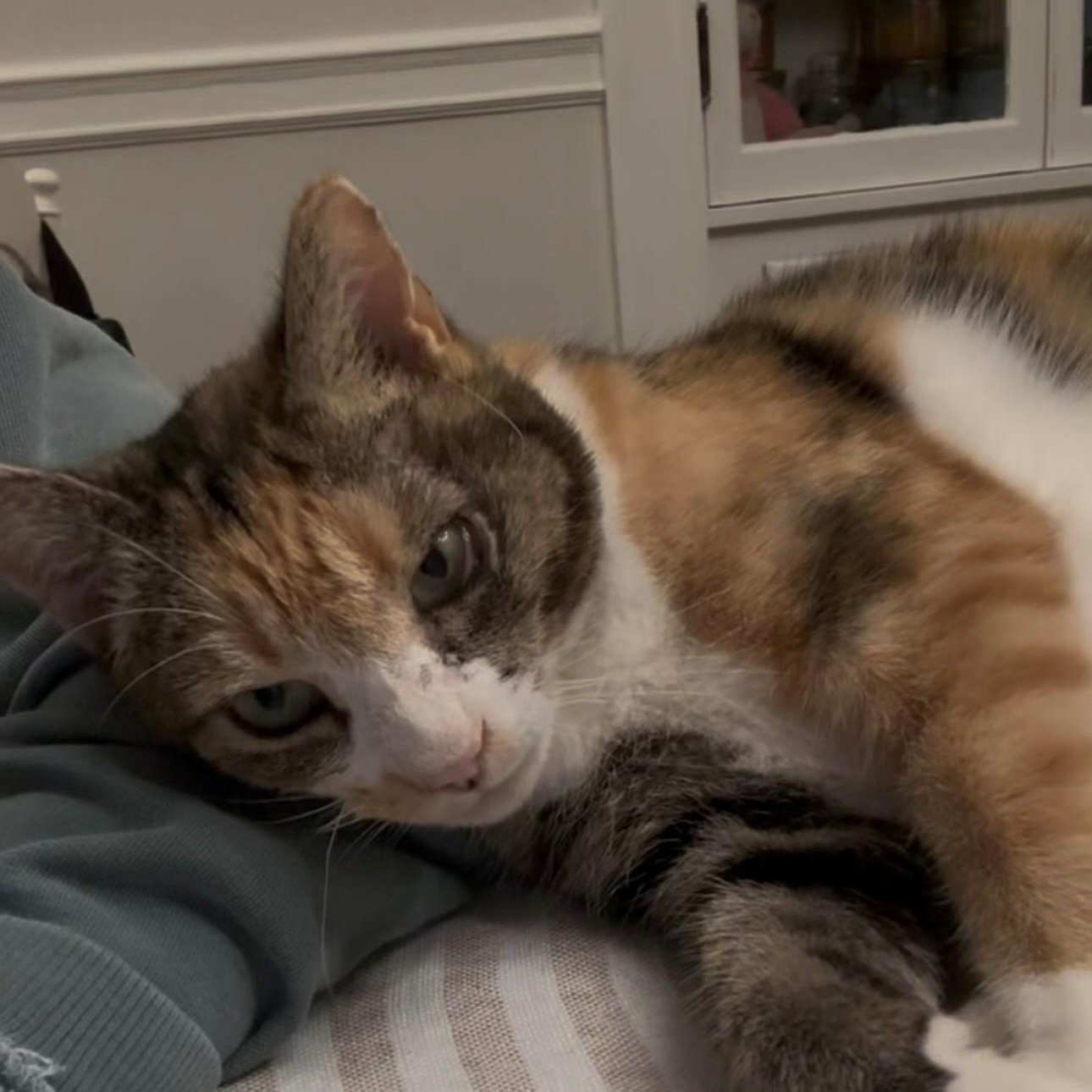 Enlarge Rhubarb, a ADOPTABLE Domestic Short Hair in Braintree, MA image 4/4