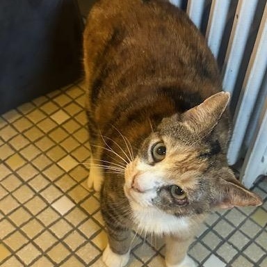 Rhubarb, a ADOPTABLE Domestic Short Hair in Braintree, MA image 4/5