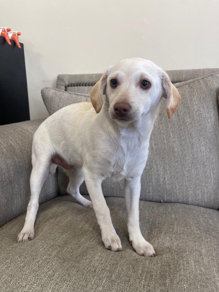 Gian, Adoptable, Young Male Mixed Breed.