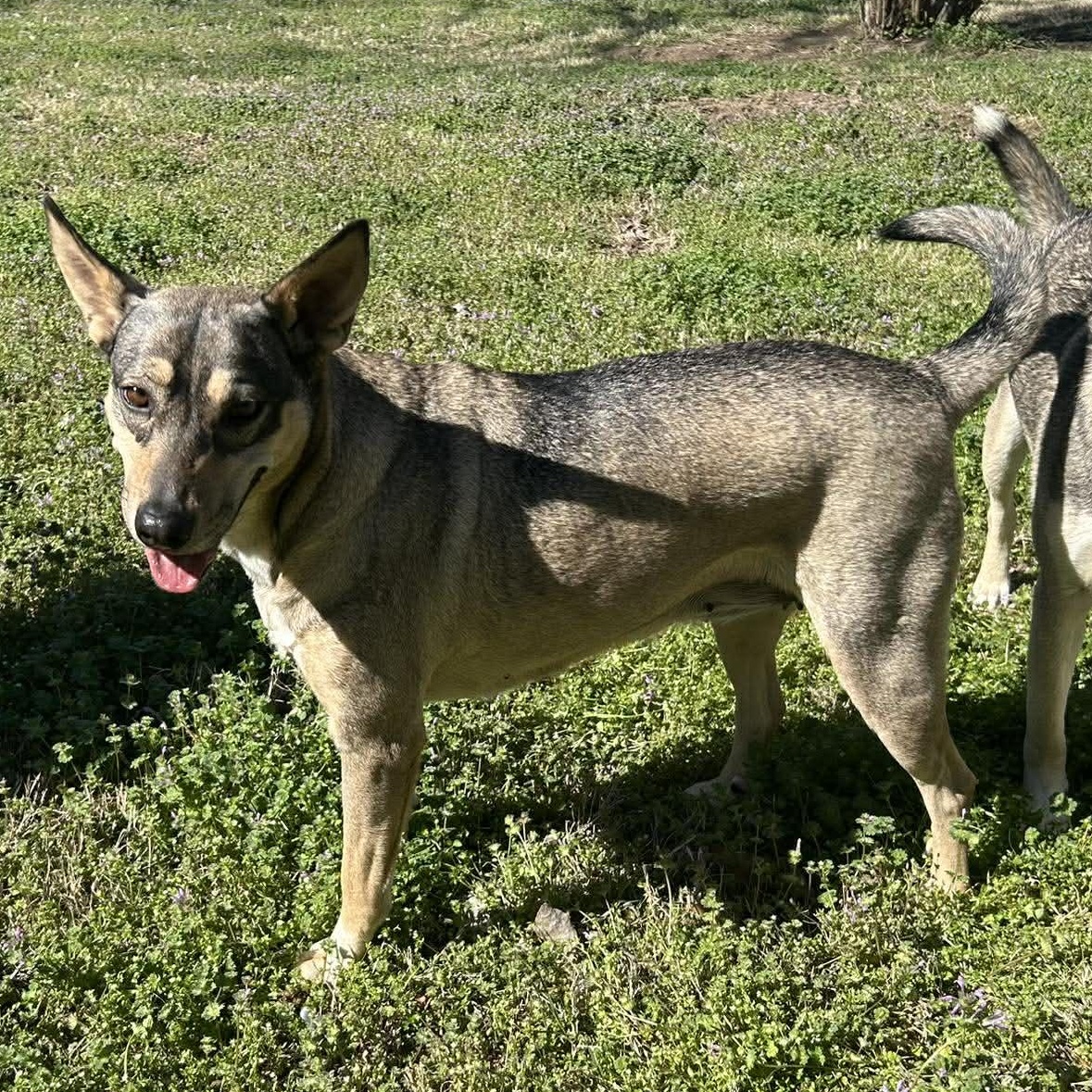 Enlarge Trinity, a Adoptable mixed breed in Chatham, NJ image 3/5