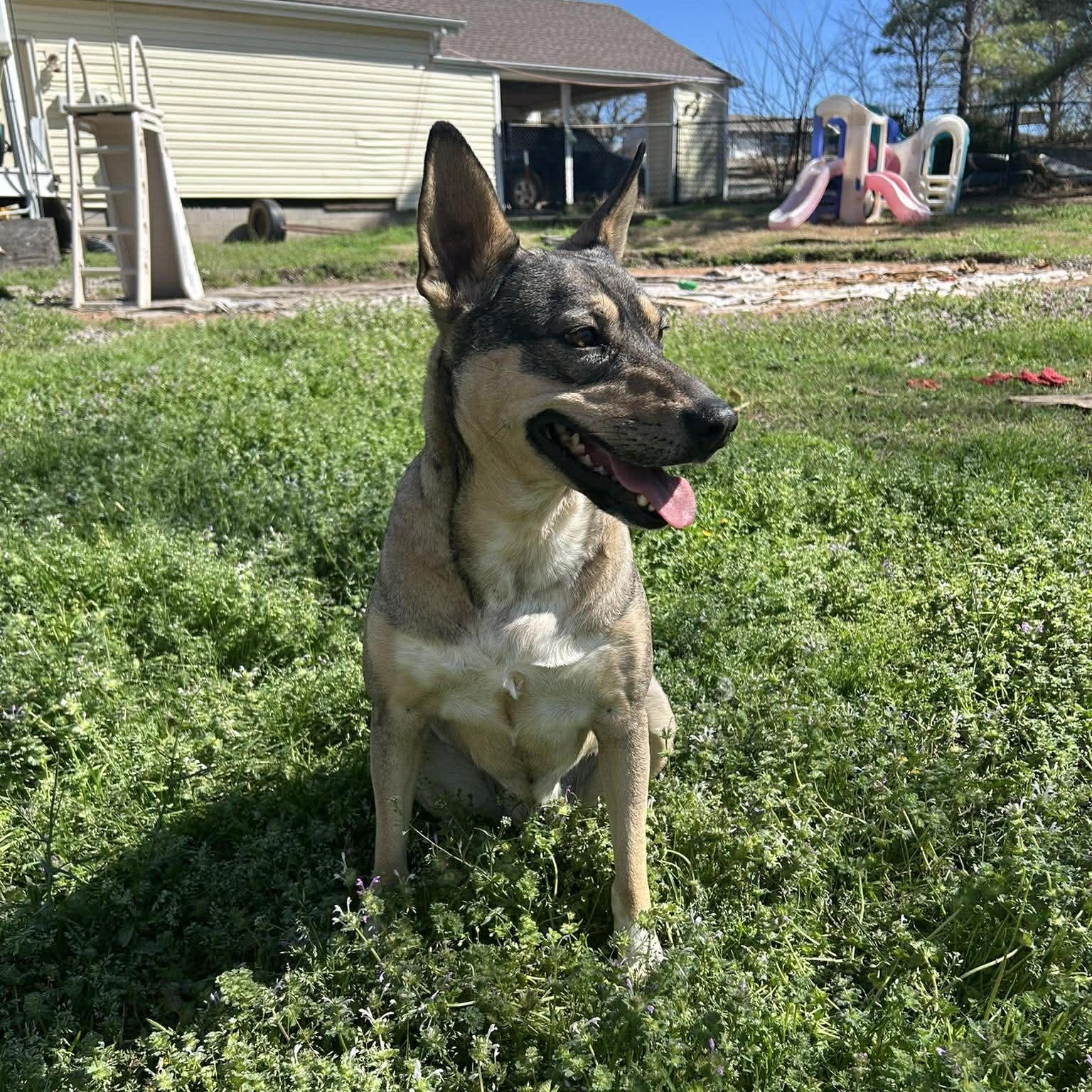 Enlarge Trinity, a Adoptable mixed breed in Chatham, NJ image 4/5