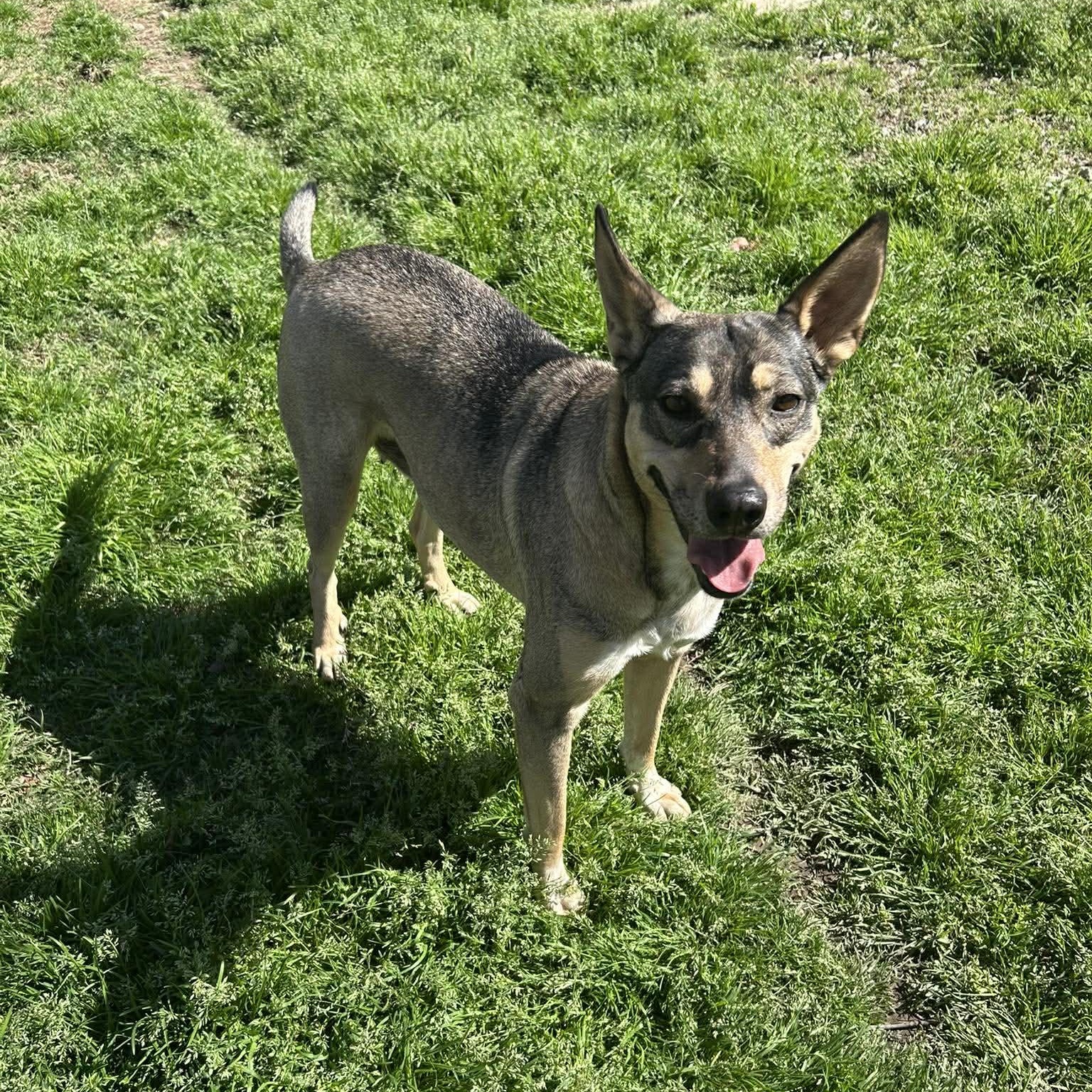 Trinity, Adoptable, Adult Female German Shepherd Dog.