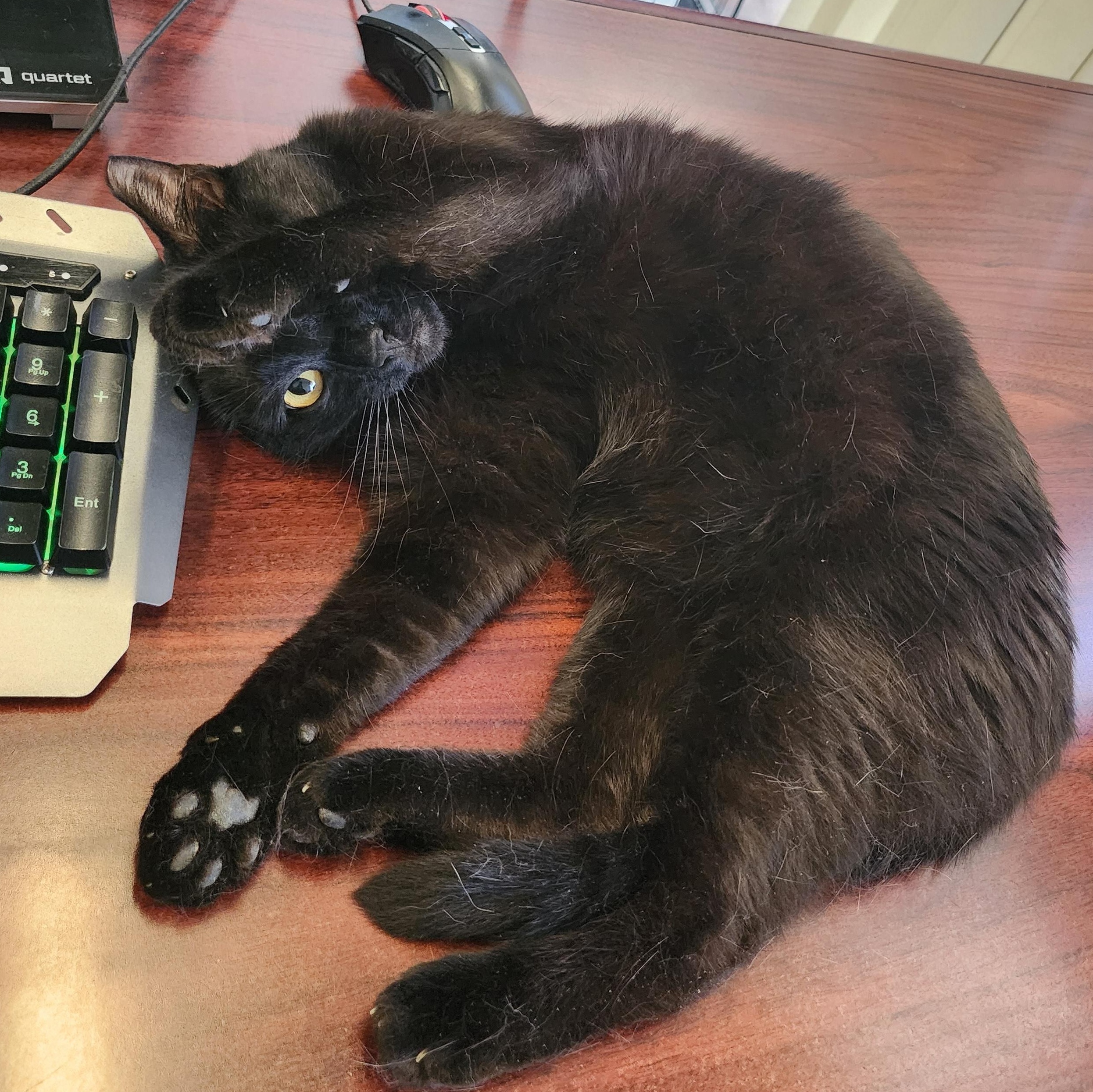 Enlarge Sesame, a Adoptable Domestic Short Hair in Los Angeles, CA image 4/6