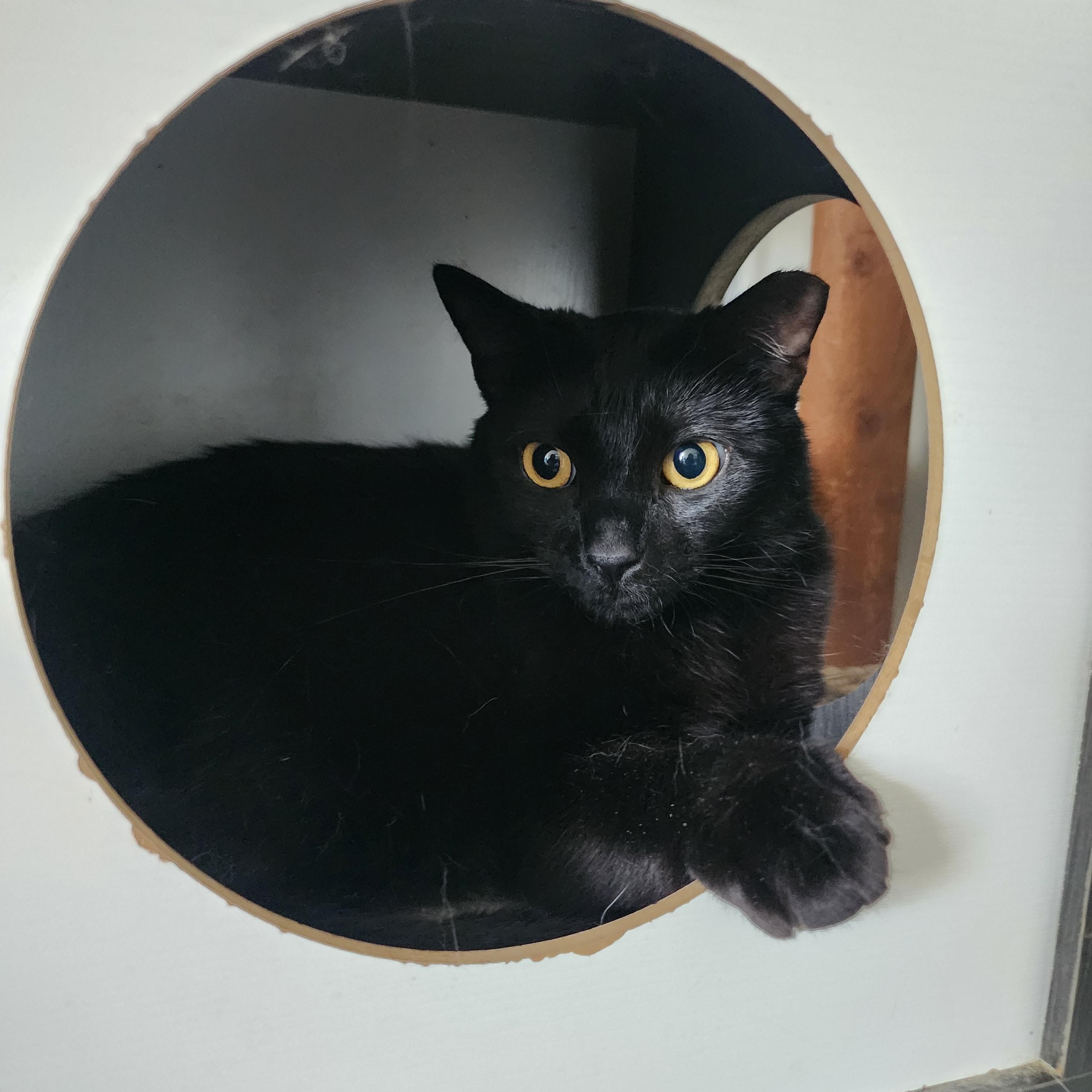 Enlarge Sesame, a Adoptable Domestic Short Hair in Los Angeles, CA image 6/6