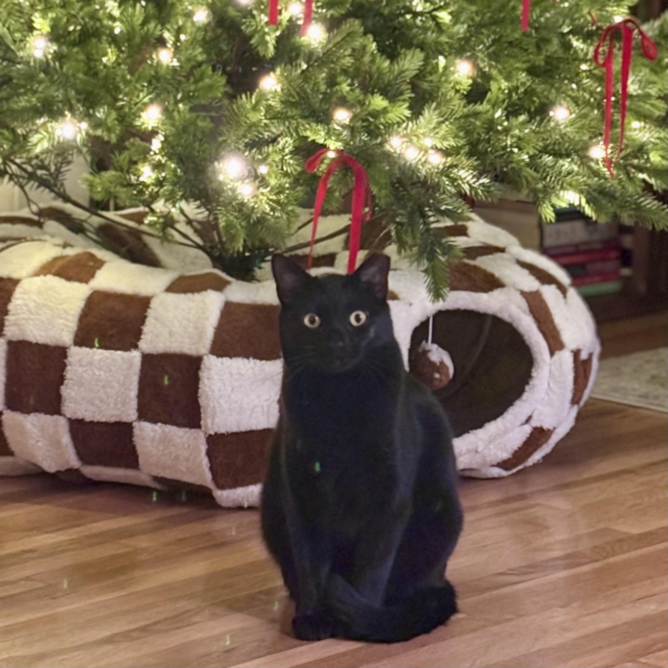 Enlarge Sesame, a Adoptable Domestic Short Hair in Los Angeles, CA image 1/6