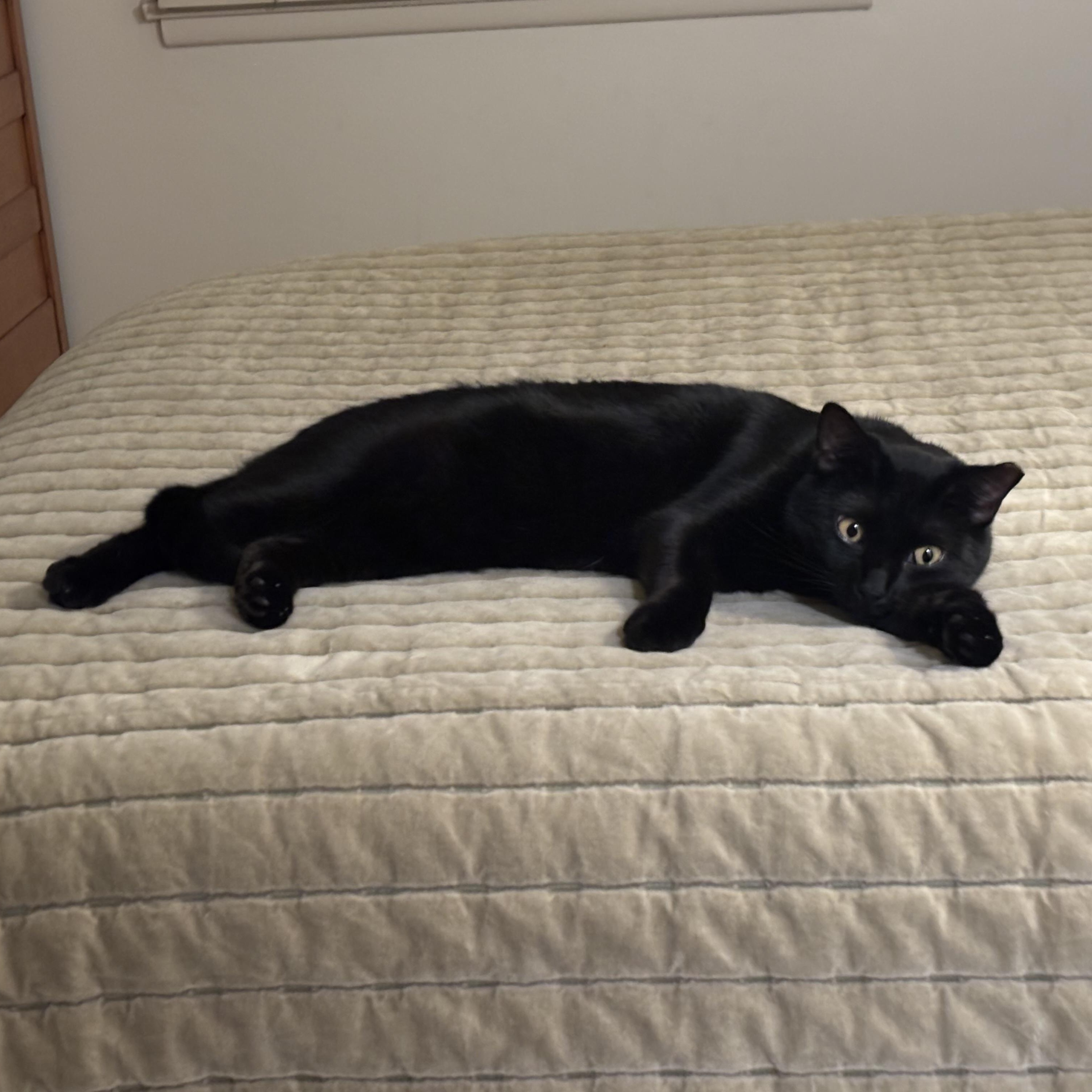 Enlarge Sesame, a Adoptable Domestic Short Hair in Los Angeles, CA image 5/6