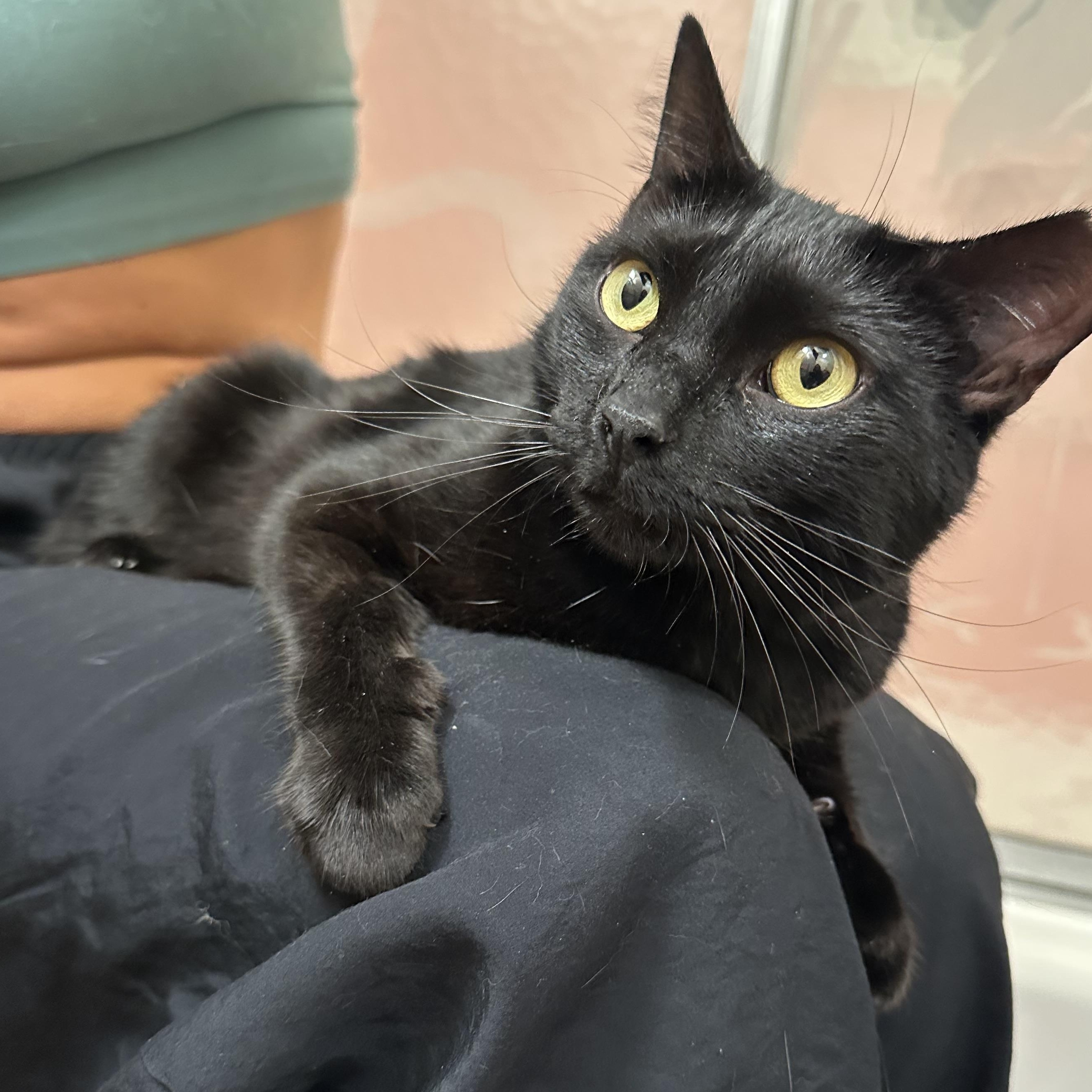 Meet Sesame the tiniest lady panther with the biggest heartand the strongest head bump youll ever