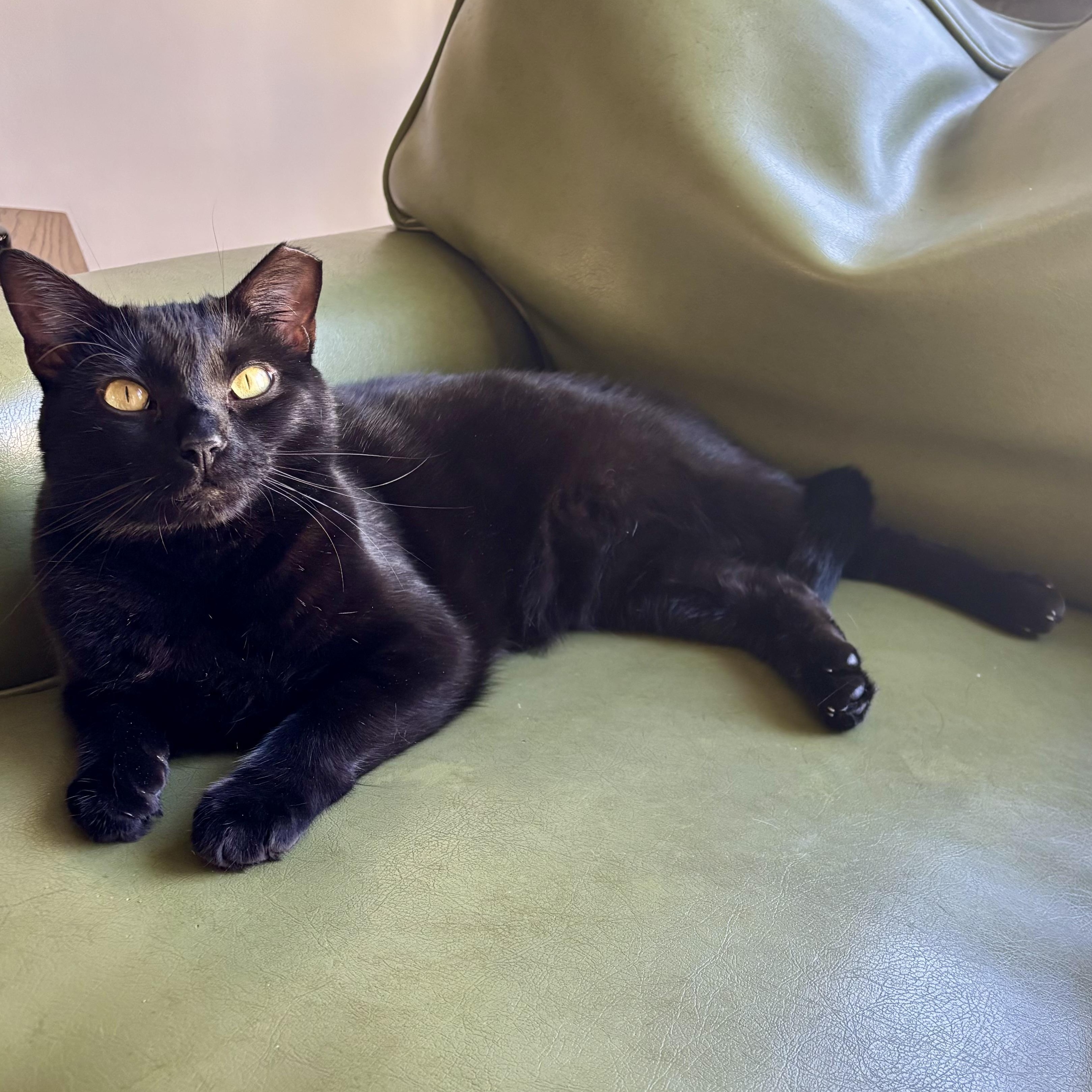 Enlarge Sesame, a Adoptable Domestic Short Hair in Los Angeles, CA image 2/6