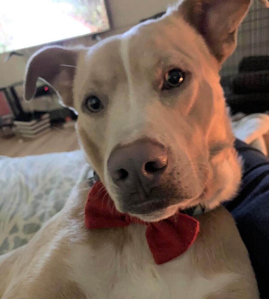 Simba (aka Chet), Adoptable, Adult Male Retriever & Pit Bull Terrier.