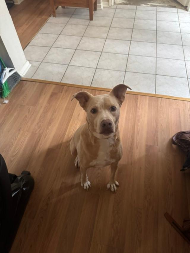 Enlarge Simba (aka Chet), a Adoptable mixed breed in Dallas, TX image 2/6