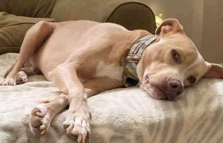Enlarge Simba (aka Chet), a Adoptable mixed breed in Dallas, TX image 3/6