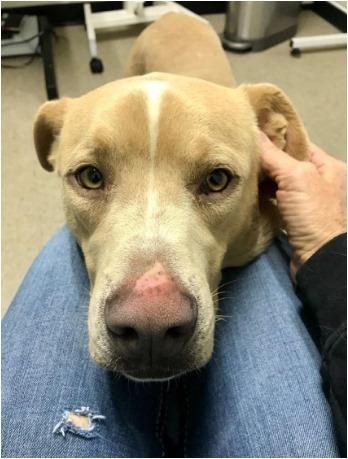 Enlarge Simba (aka Chet), a Adoptable mixed breed in Dallas, TX image 4/6