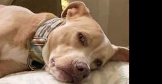 Enlarge Simba (aka Chet), a Adoptable mixed breed in Dallas, TX image 5/6