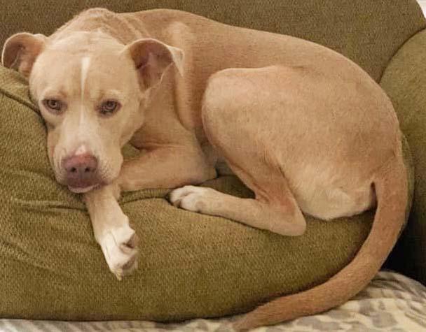 Enlarge Simba (aka Chet), a Adoptable mixed breed in Dallas, TX image 6/6