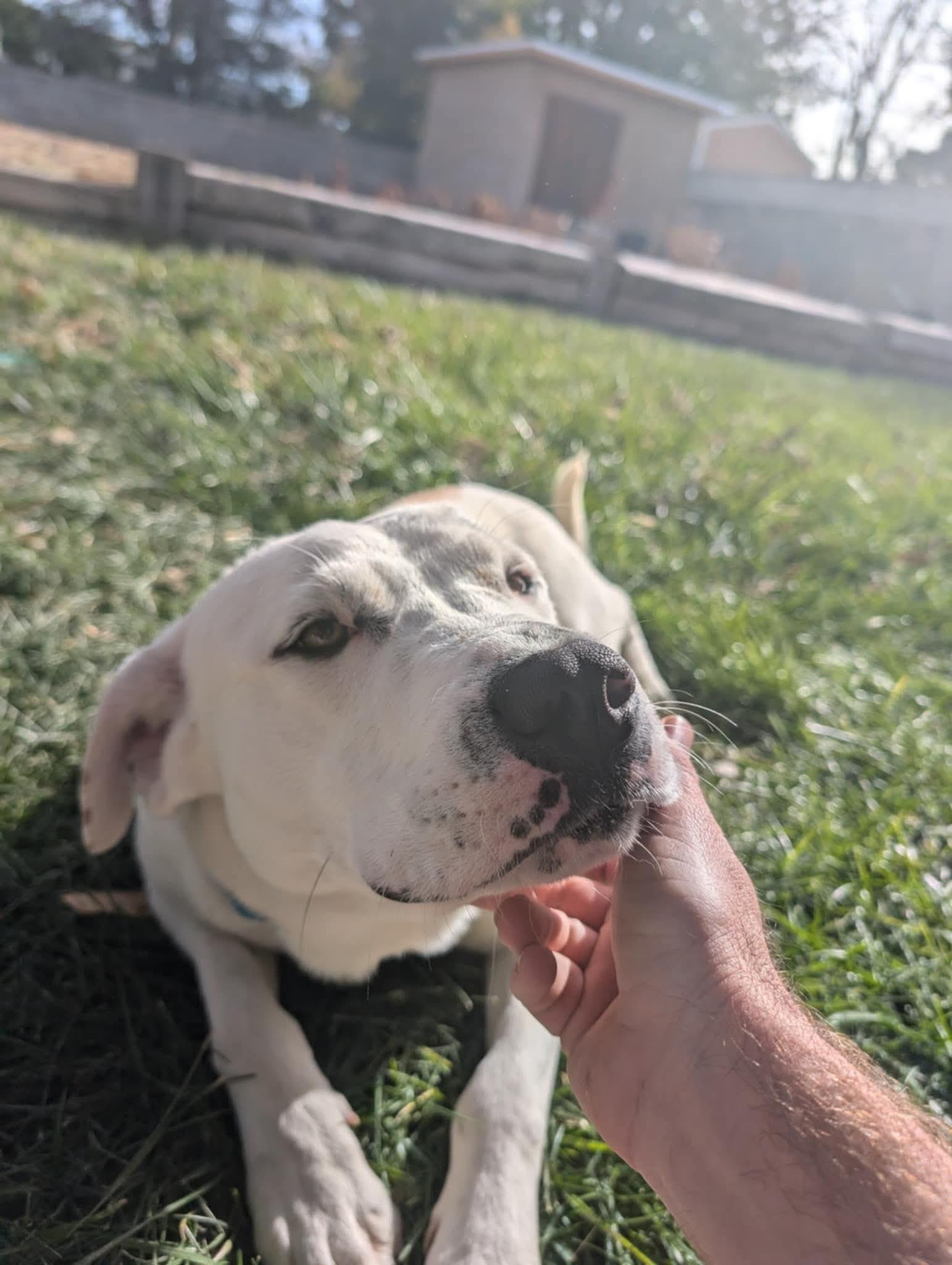 Biscuit, Adoptable, Adult Male Labrador Retriever & Great Pyrenees.