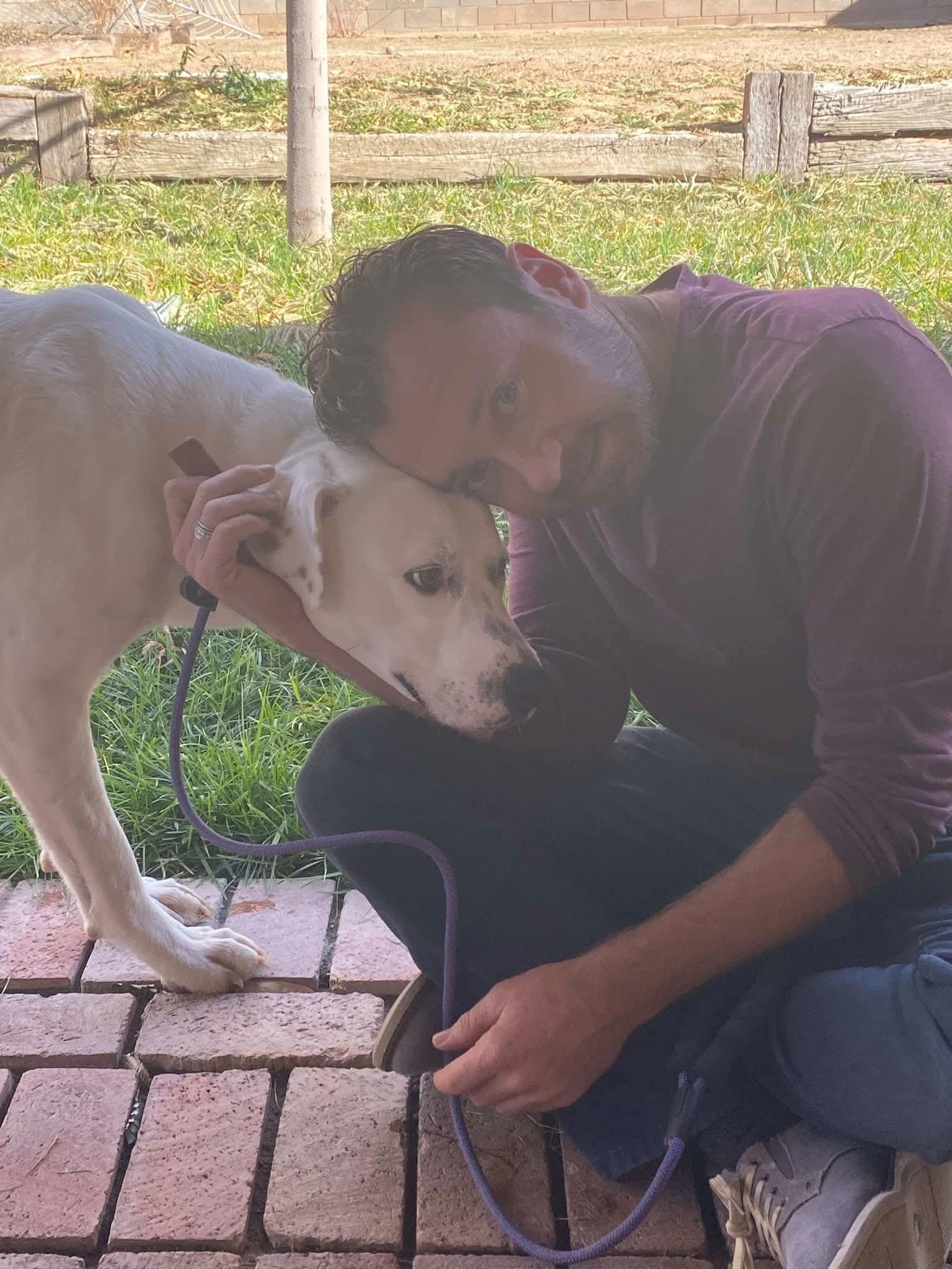 Biscuit, an adoptable Labrador Retriever, Great Pyrenees in Portales, NM, 88130 | Photo Image 5