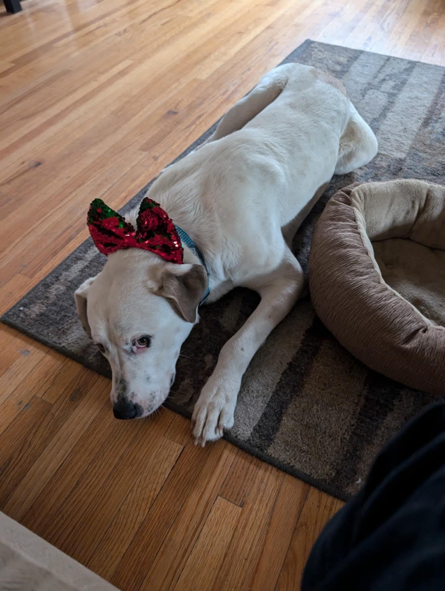 Biscuit, a Adoptable mixed breed in Portales, NM image 5/5