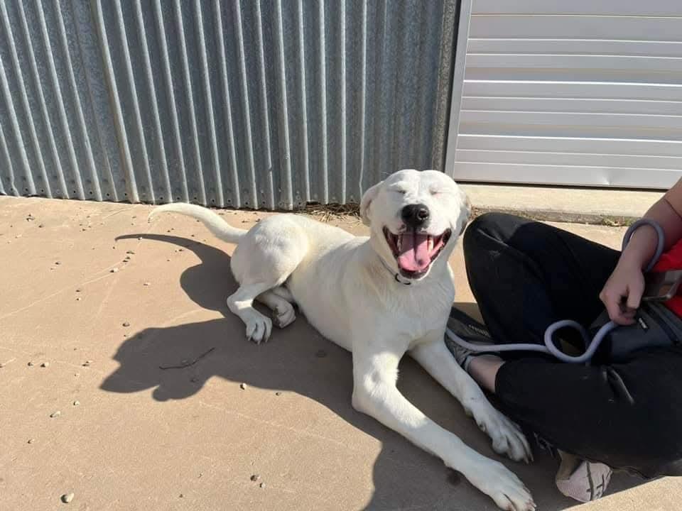 Biscuit, a Adoptable mixed breed in Portales, NM image 4/5