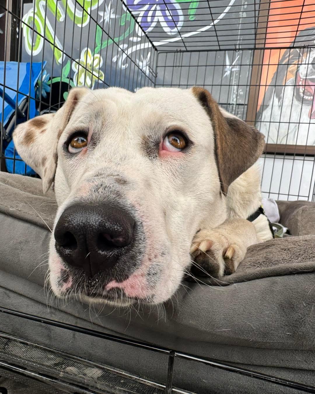 Biscuit, a Adoptable mixed breed in Portales, NM image 3/5