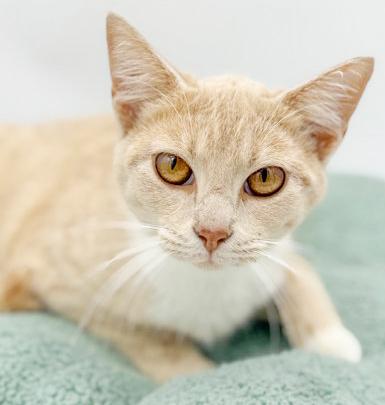 Emma is going to light up your life with her love! THERAPY SWEET!! VIDEO!!! Can go solo too!, a Adoptable mixed breed in Bedford Hills, NY image 1/6