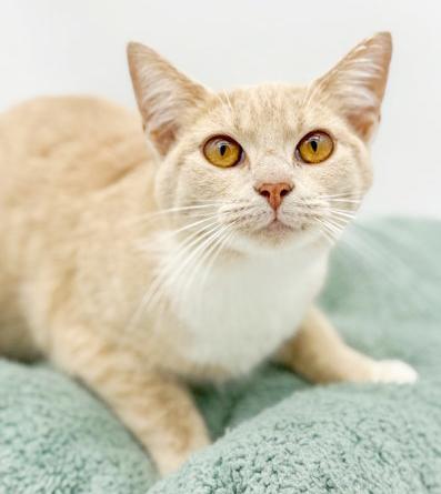 Emma is going to light up your life with her love! THERAPY SWEET!! VIDEO!!! Can go solo too!, a Adoptable mixed breed in Bedford Hills, NY image 2/6