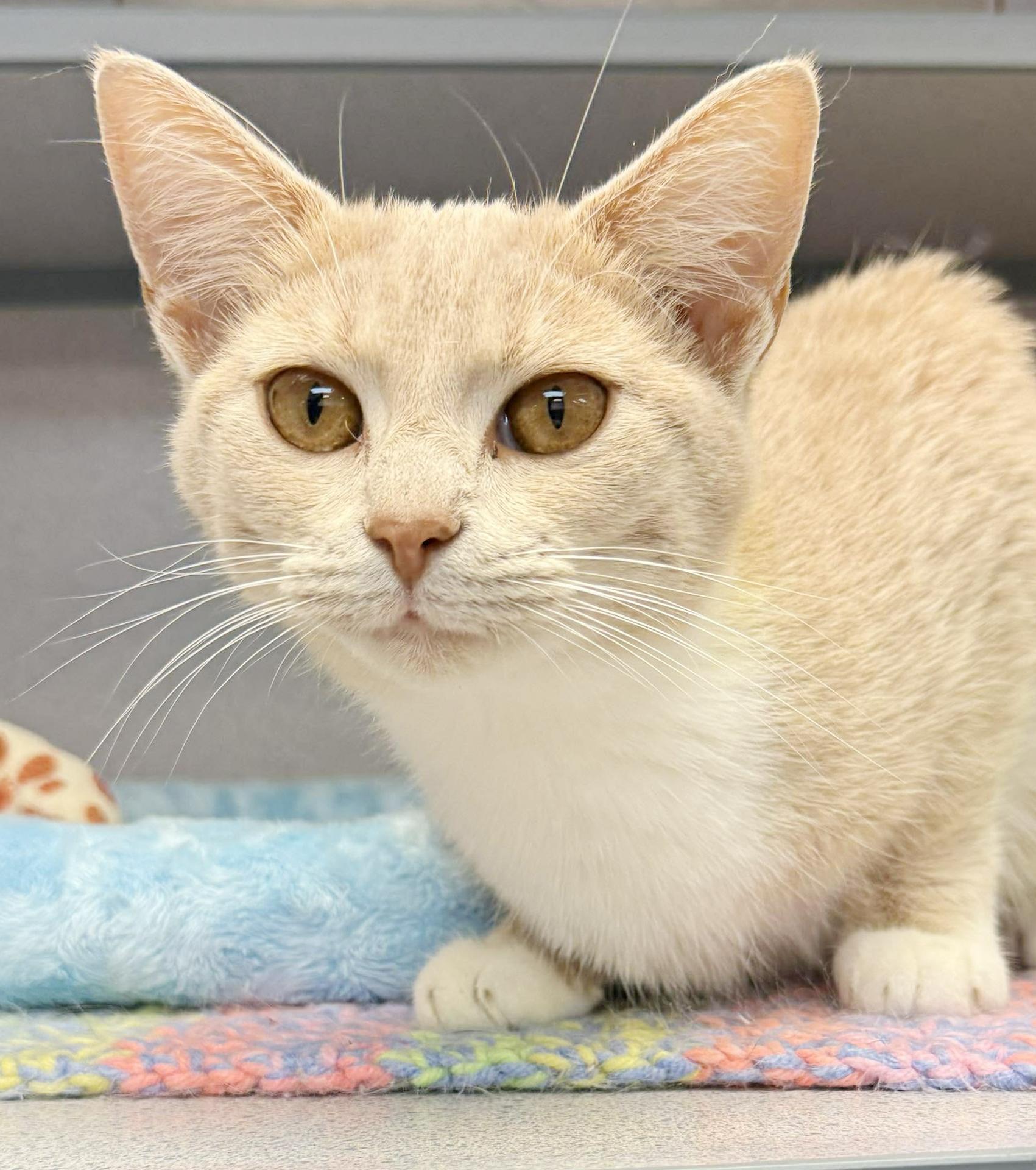 Emma is going to light up your life with her love! THERAPY SWEET!! VIDEO!!! Can go solo too!, a Adoptable mixed breed in Bedford Hills, NY image 3/6