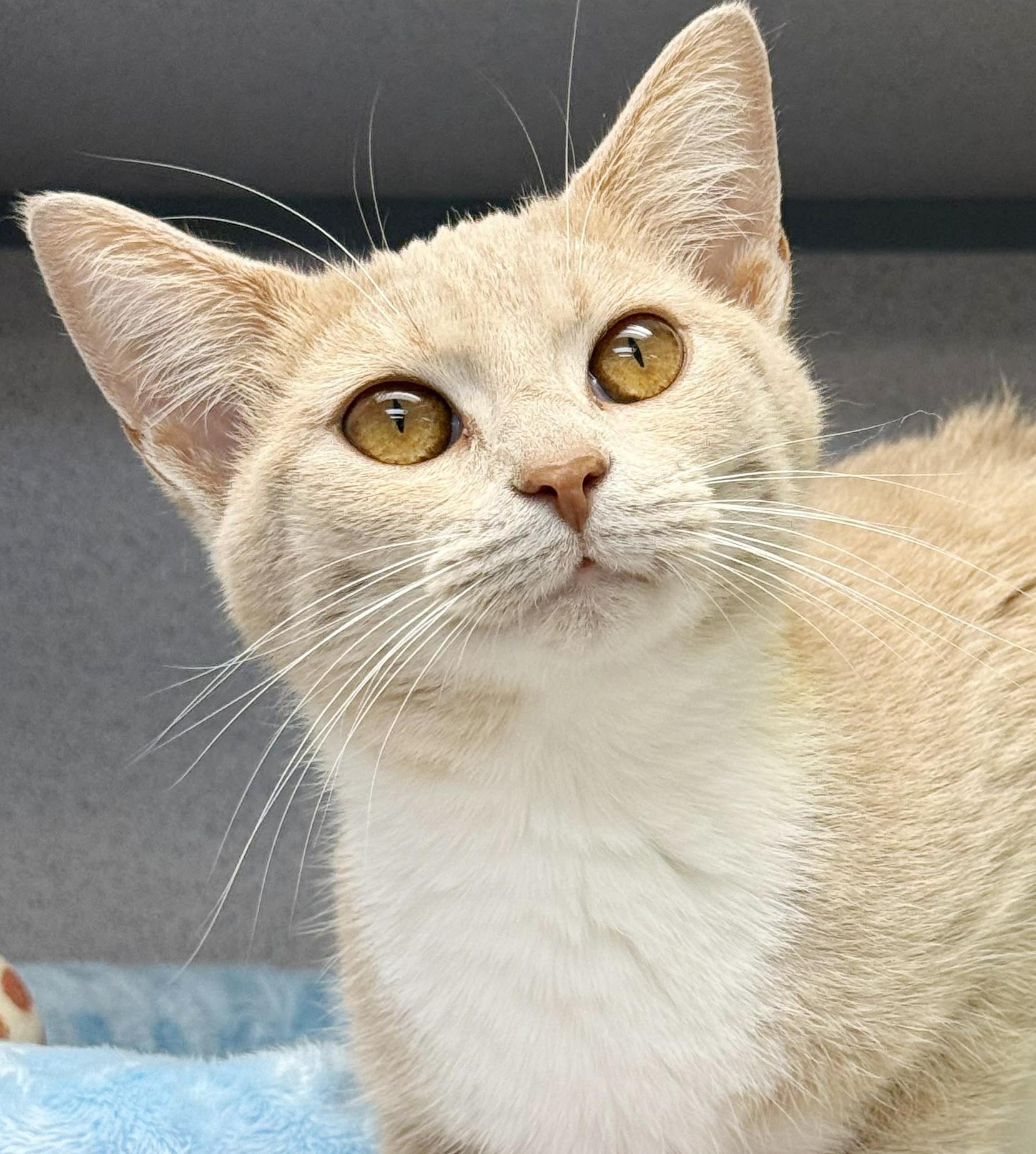 Emma is going to light up your life with her love! THERAPY SWEET!! VIDEO!!! Can go solo too!, a Adoptable mixed breed in Bedford Hills, NY image 4/6