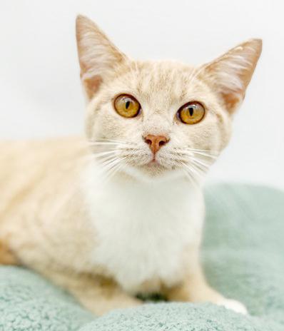 Emma is going to light up your life with her love! THERAPY SWEET!! VIDEO!!! Can go solo too!, a Adoptable mixed breed in Bedford Hills, NY image 5/6