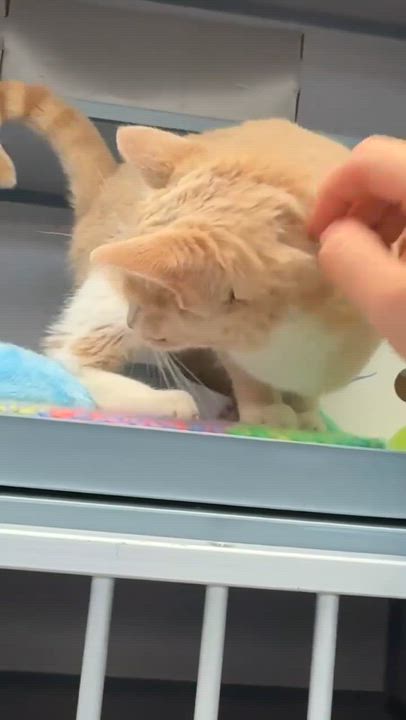 Enlarge Emma is going to light up your life with her love!  THERAPY SWEET!!  VIDEO!!!  Can go solo too!, a Adoptable mixed breed in Bedford Hills, NY video 6/6