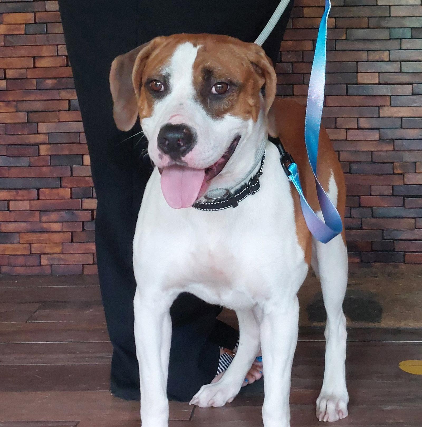 Enlarge Jacob, a Adoptable mixed breed in Sanford, FL image 1/1