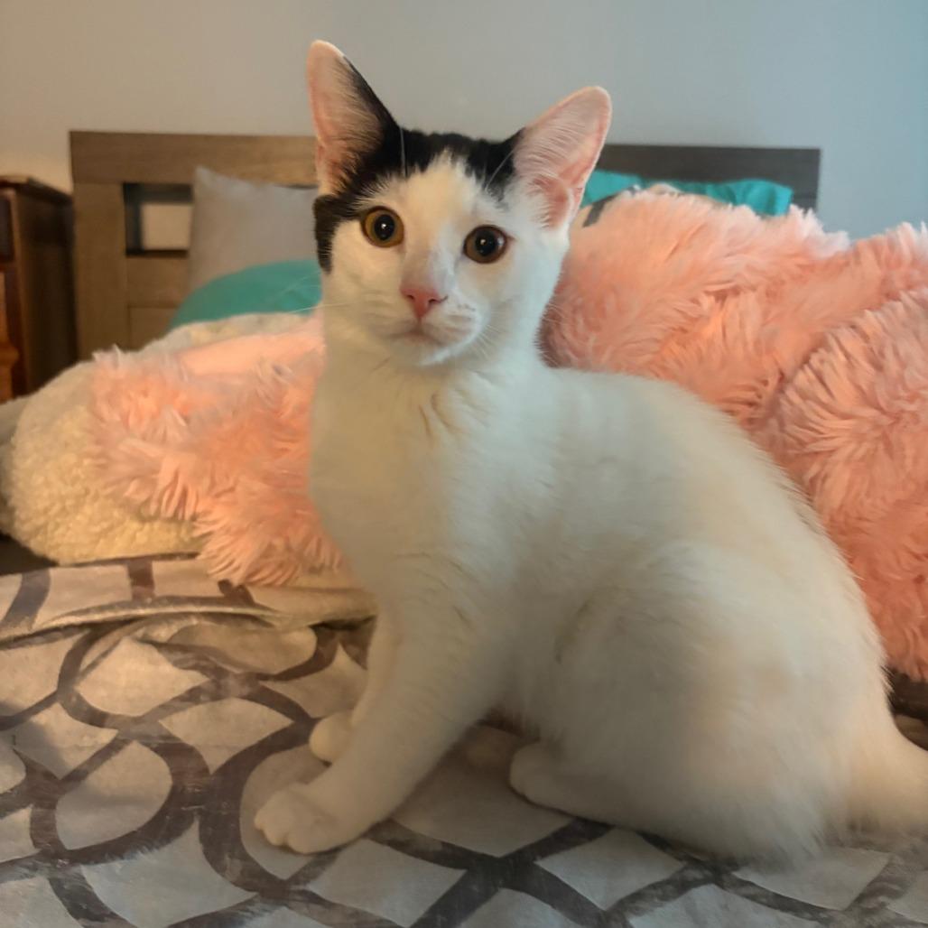 Angel's Wings, Adoptable, Young Female Domestic Short Hair.