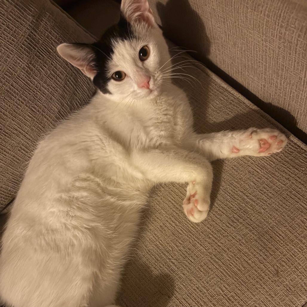 Enlarge Angel's Wings, a Adoptable Domestic Short Hair in Chantilly, VA image 2/4