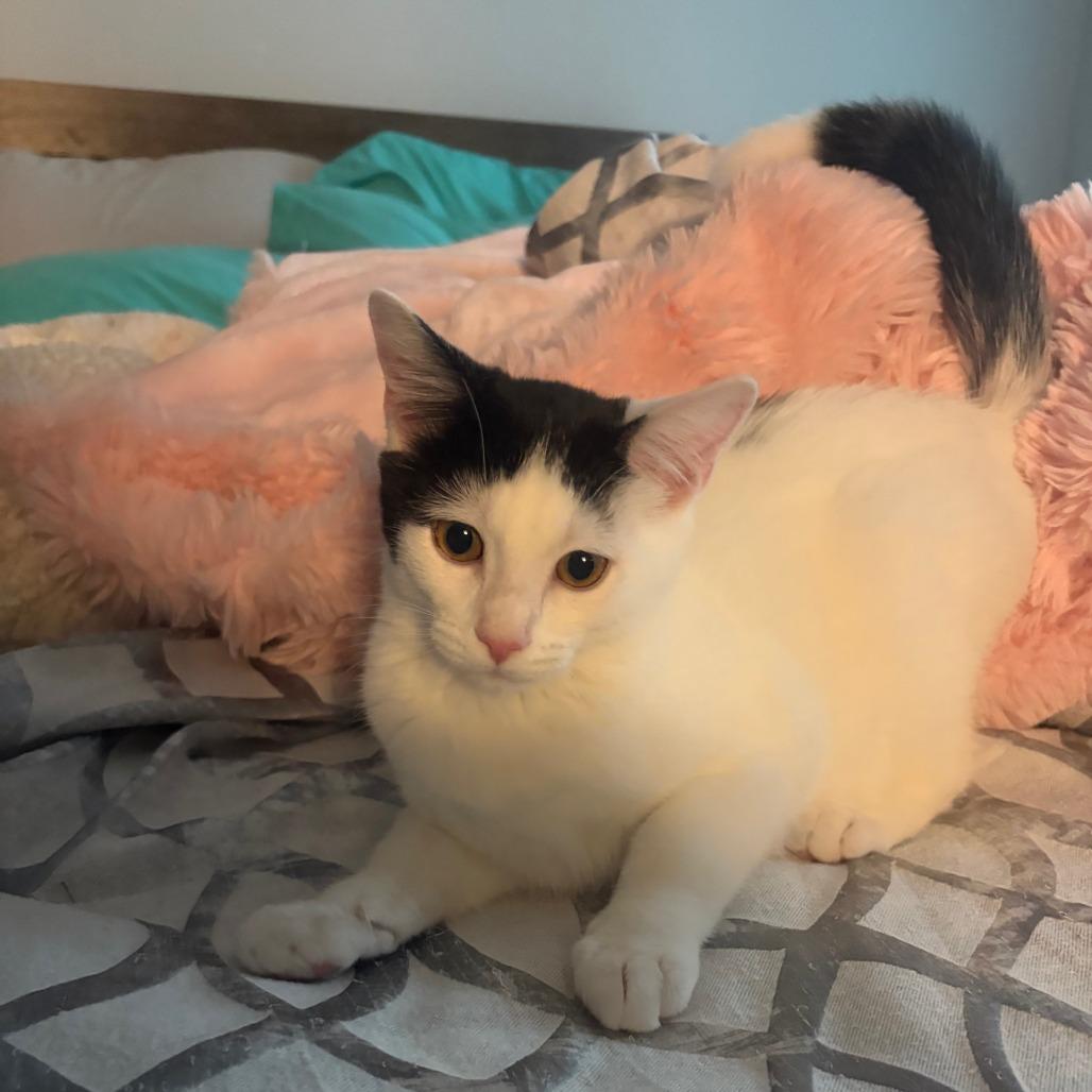 Enlarge Angel's Wings, a Adoptable Domestic Short Hair in Chantilly, VA image 3/4