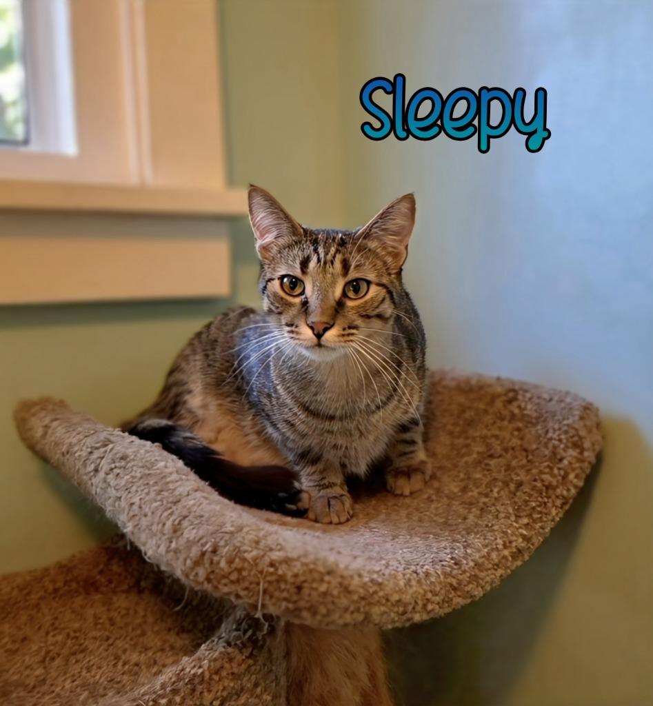 Sleepy, Adoptable, Young Male Domestic Short Hair.