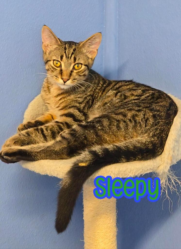 Enlarge Sleepy, a Adoptable mixed breed in Port Clinton, OH image 2/6