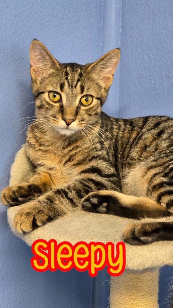 Enlarge Sleepy, a Adoptable mixed breed in Port Clinton, OH image 4/6