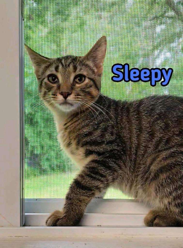 Enlarge Sleepy, a Adoptable mixed breed in Port Clinton, OH image 5/6