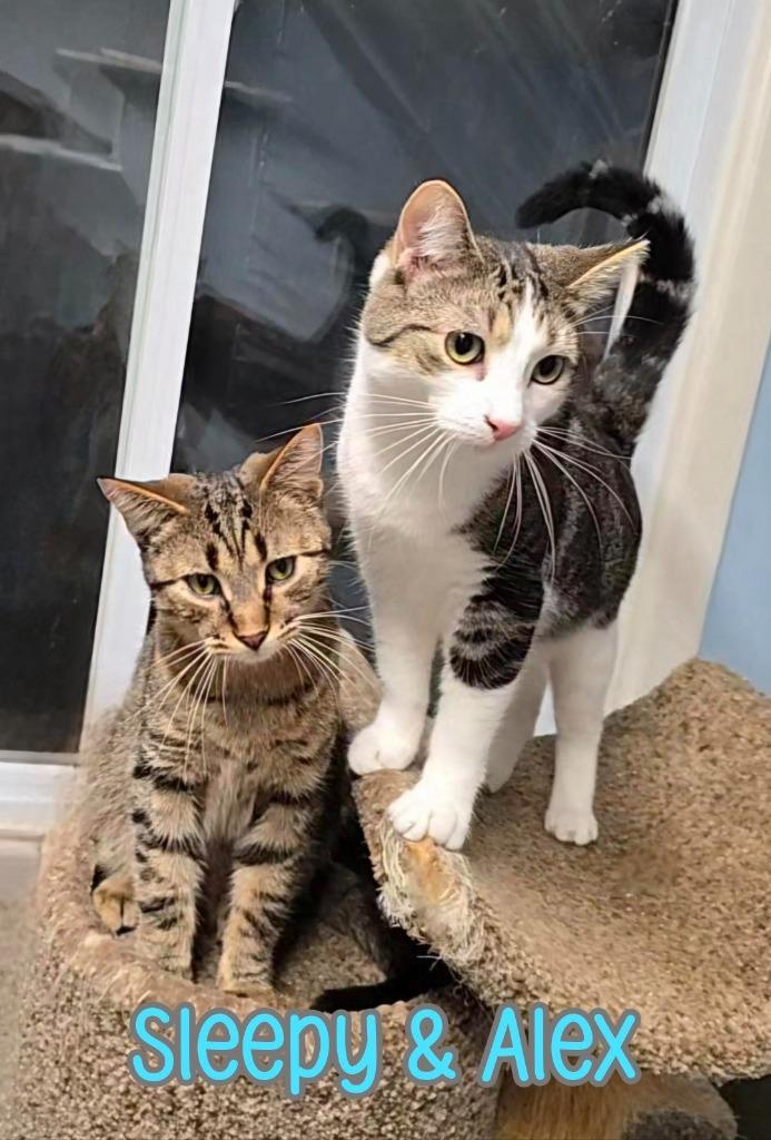 Enlarge Sleepy, a Adoptable mixed breed in Port Clinton, OH image 6/6