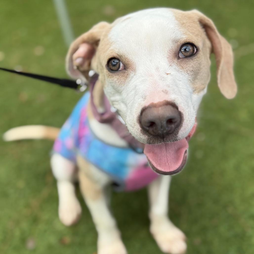 Harley Quinn, Adoptable, Young Female Pit Bull Terrier & Mixed Breed.