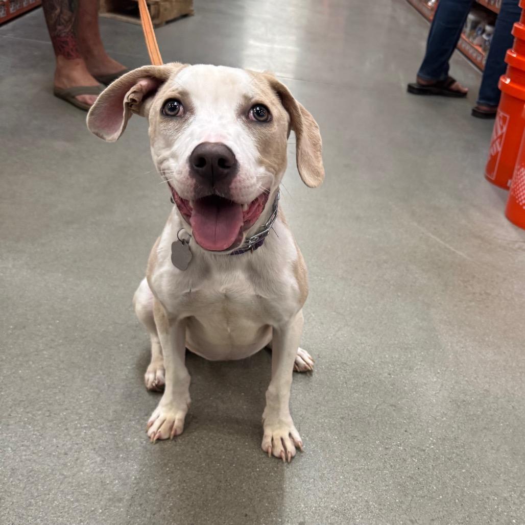 Enlarge Harley Quinn, a Adoptable mixed breed in Durham, NC image 2/6