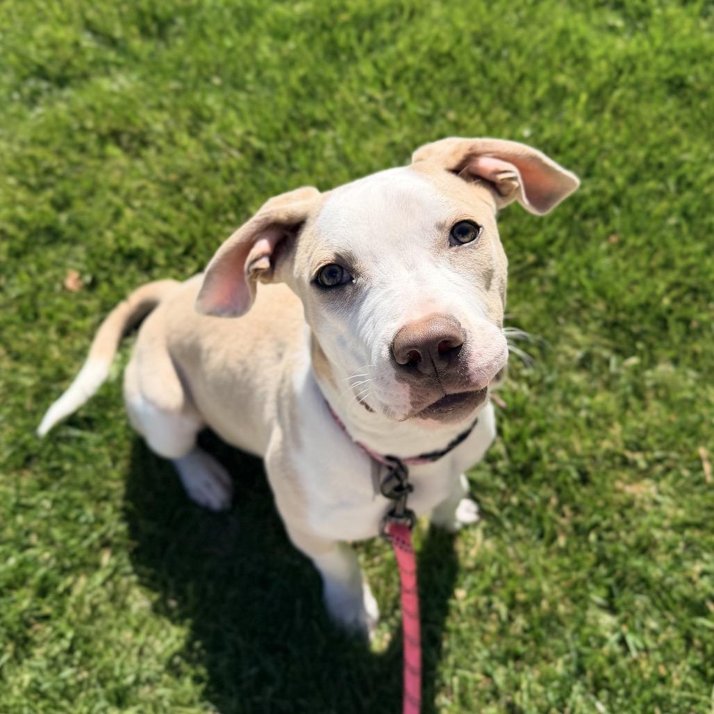 Enlarge Harley Quinn, a Adoptable mixed breed in Durham, NC image 4/6